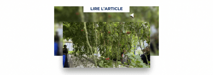 miniature article ici aquaponie echologia aquaponia 2025